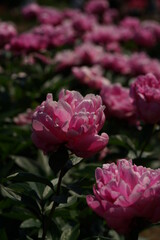 Light Pink Flower of Peony in Full Bloom
