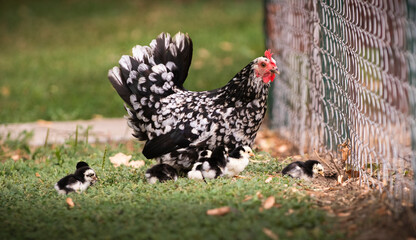 Hen with its baby chicks in grass
