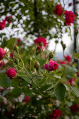 Obraz premium Close up shot of a red rose in a garden and shallow depth of field