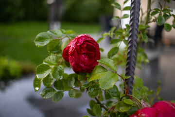 Close up shot of a red rose in a garden and shallow depth of field