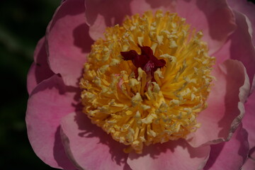 Light Pink Flower of Peony in Full Bloom
