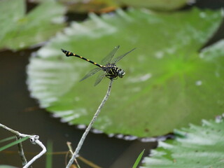 Ictinogomphus decoratus melaenops (Common flangetail) perching on the grass at the afternoon.