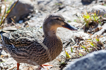 Grey duck walks on the rocks
