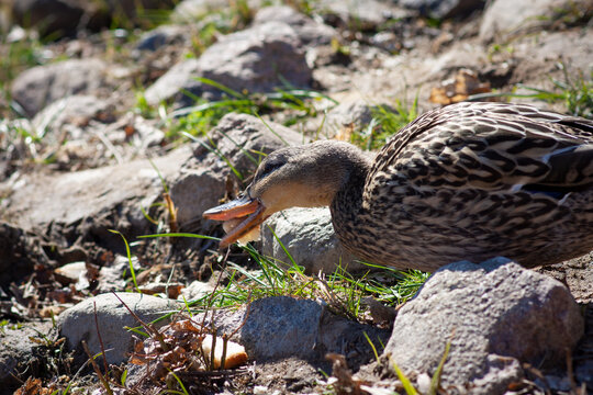 Grey duck walks on the rocks