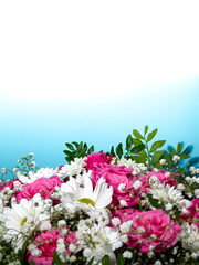 Beautiful pink roses and white daisies in a box on a blue background.