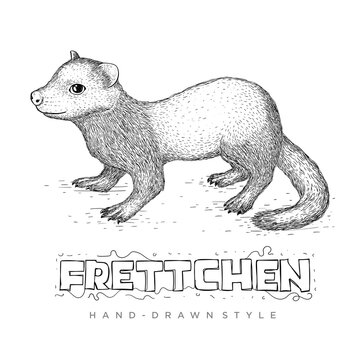 the frettchen vector looks realistic. hand drawn animal illustration