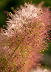 beautiful pink European Smoketree (Cotinus coggygria) flower fragment, flower texture