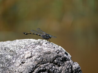 Ictinogomphus decoratus melaenops (Common flangetail) perching on the grass at the afternoon.
