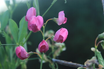 Sweetpea or lathyrus tuberosus at sunset