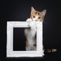Pretty American Shorthair cat kitten with amazing pattern, hanging naughty in white photo frame....