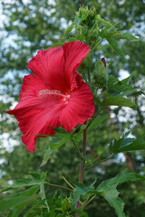 Lord Baltimore hardy hibiscus (Hibiscus 'Lord Baltimore')