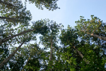 檜の森の空・快晴・見上げる