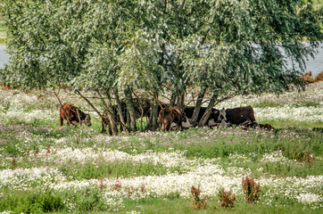Group of brown cows seeking the shade under a group of trees in a landscape with tall grass and wildflowers in the floodplains of the IJssel river near Zwolle, The Netherlands