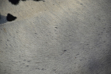 cow skin texture background, cow leather with fur background