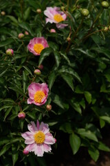 Light Pink Flower of Peony in Full Bloom
