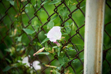 金網フェンス・ヒルガオ・花・アップ