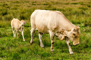 Young light-colored cow following a bull in a landscape with tall grass and other vegetation near Hoogeveen, The Netherlands