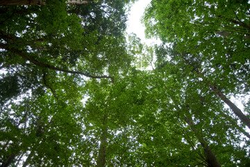 森林浴・木漏れ日・癒し・背景