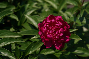 Double-petal, Pink Flower of Peony in Full Bloom

