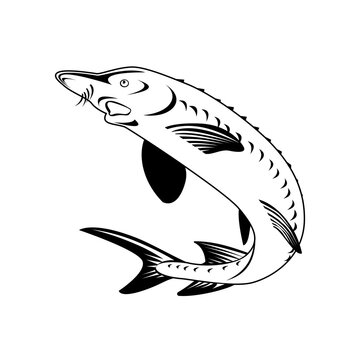 Atlantic Sturgeon or Gulf Sturgeon Acipenser Oxyrinchus Oxyrinchus Swimming Up Retro Woodcut Black and White