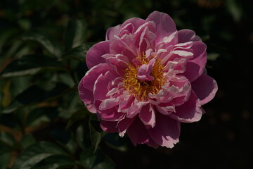 Light Pink Flower of Peony in Full Bloom

