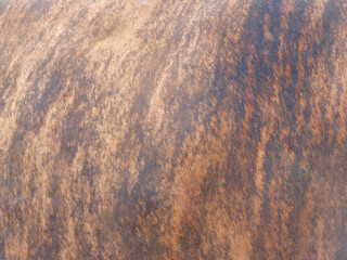 cow skin texture background, cow leather with fur background