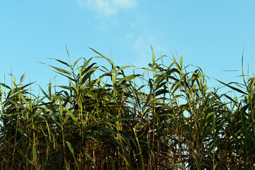 corn field against blue sky