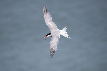 Flussseeschwalbe (Sterna hirundo)