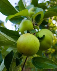 apples on tree