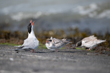 Flussseeschwalbe (Sterna hirundo)