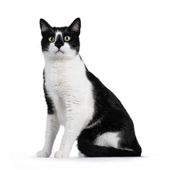 Handsome black and white house cat sitting up facing front. Looking straight ahead with green eyes. Isolated on white background.