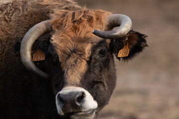 cow close up