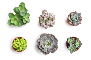 Succulent on white background - isolated