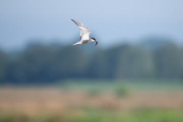 Wei&szlig;bartseeschwalbe (Chlidonias hybrida)