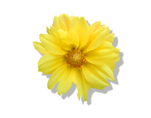 yellow flower on white background