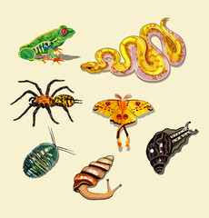 vector image. set of exotic animals. the emerald cockroach, Achatina, Emperor moth, red-eyed tree frog, banana Python. tropical fauna, isolated objects. beautiful reptiles, insects, mollusca