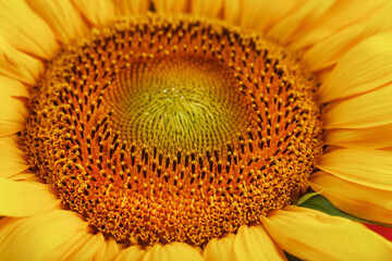 Sunflower flower with petals close-up in the form of patterns and full-screen textures as the background.