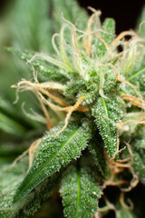 Close-up Green plant of marijuana. Legal cannabis cultivation. Medical indica with CBD