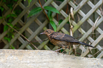 Juvenile blackbird, turdus merula, perched on wooden fence