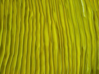 Fototapeta premium green leaf texture