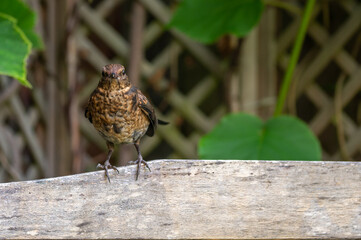 Juvenile blackbird, turdus merula, perched on wooden fence