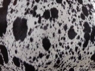 cow skin texture background, cow leather with fur background