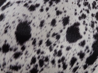 cow skin texture background, cow leather with fur background