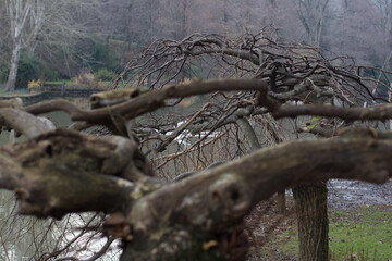 Forest at istanbul arboretum