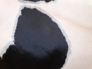 cow skin texture background, cow leather with fur background © A Nature's clicks 