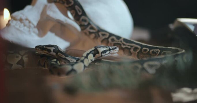 Two small snakes crawling on table and human skull