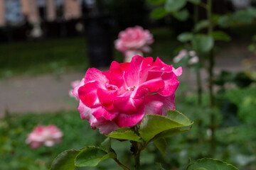 Pink rose in a park