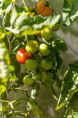 Eine Rote Tomate zwischen gr&uuml;nen Tomaten