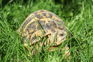 Wild ground turtle closeup details on green grass field,reptile animal 
