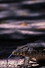 Sabar - Malaysia : The Giant Lizard Is Looking For Food